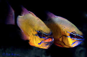 Ring Tailed Cardinal Fish with Eggs.
D300/Inon Strobes/1... by Richard Witmer 